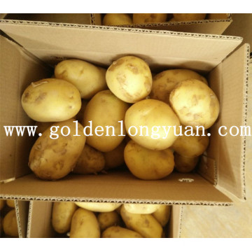 New Crop Holland Potato From China